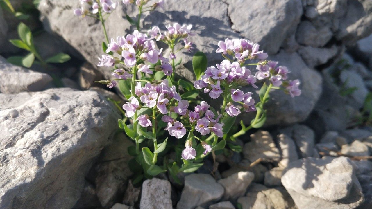 Noccaea corymbosa flower