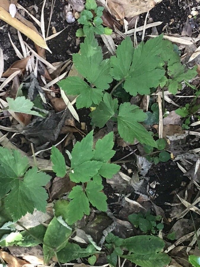 Anemone narcissiflora leaf