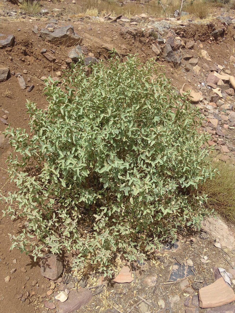 Adenocarpus cincinnatus habit