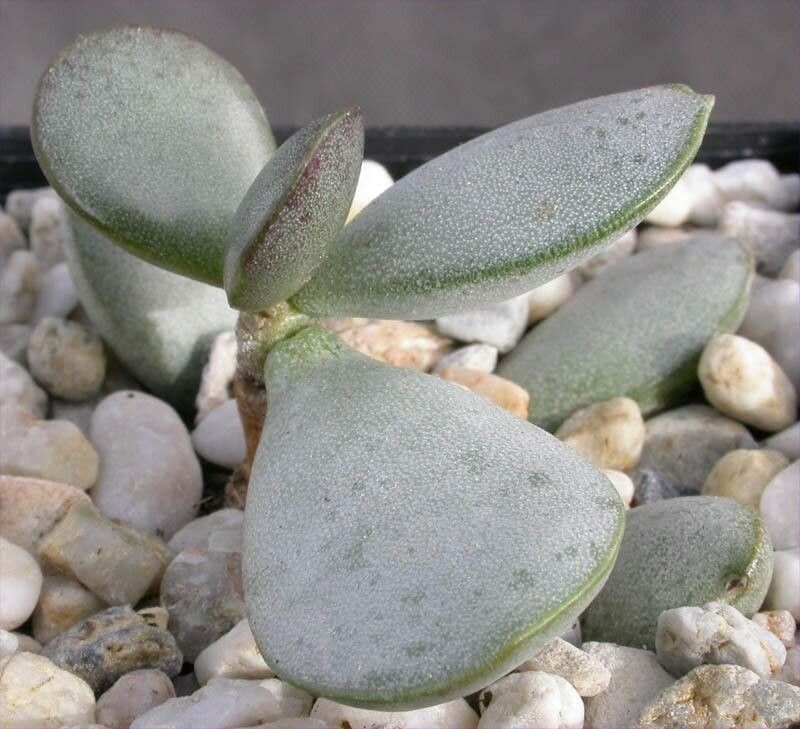 Adromischus alstonii