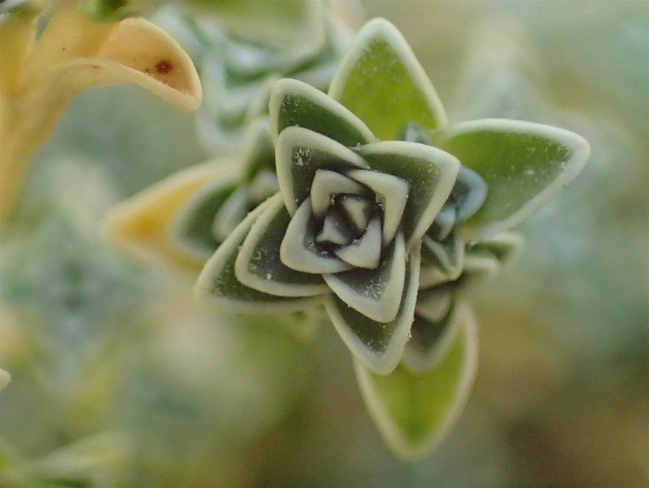 Arenaria alfacarensis fruit