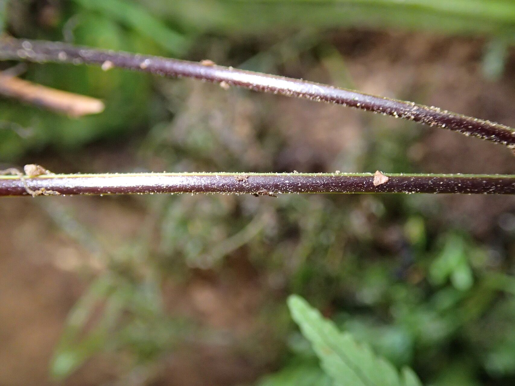 Arthropteris monocarpa leaf