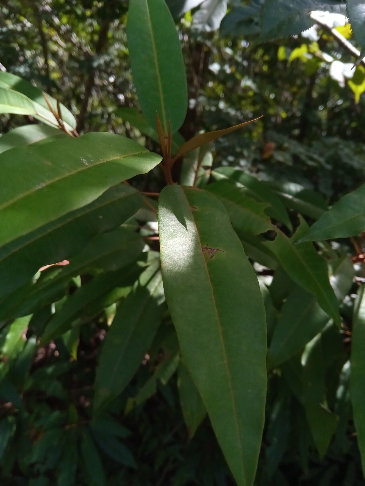 Croton greveanus — houseplant care guide