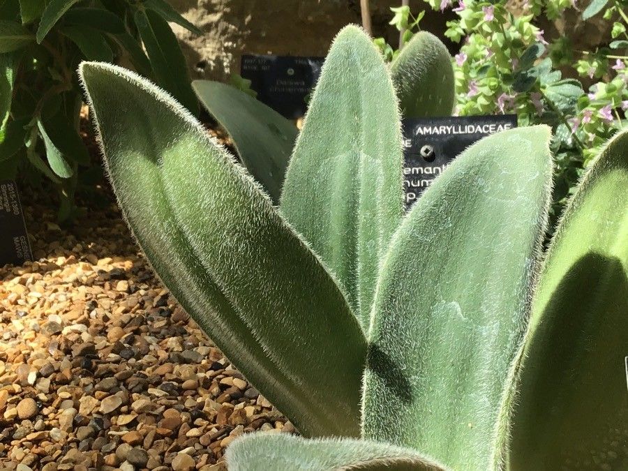 Haemanthus humilis — search result for 'Haemanthus'