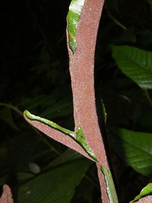 Mickelia nicotianifolia bark
