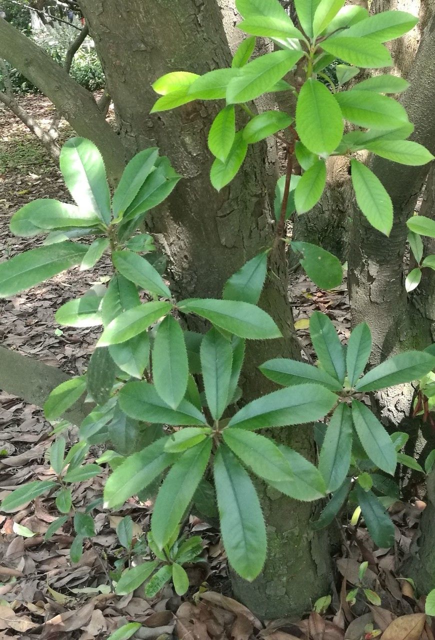 Photinia bodinieri — search result for 'Photinia'