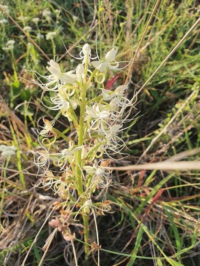 Habenaria helicoplectrum flower