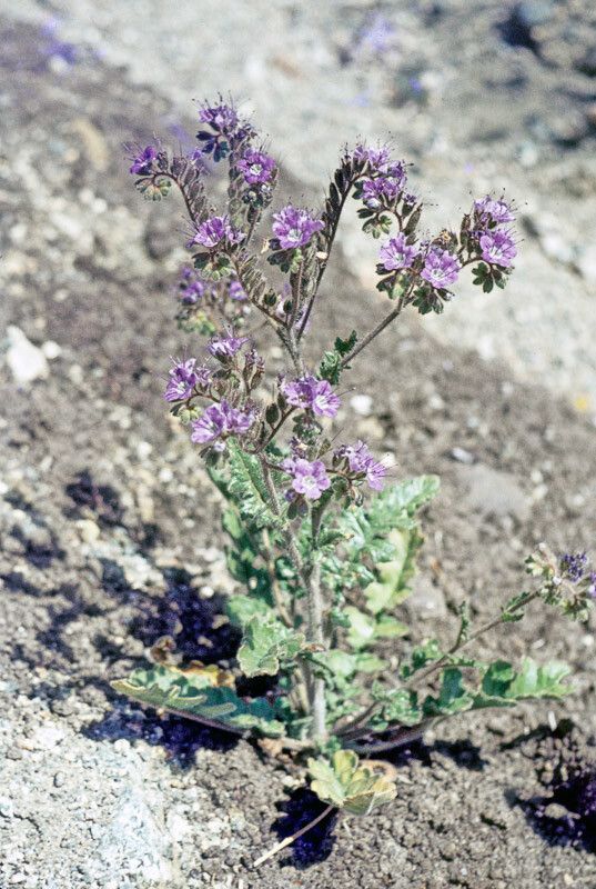 Phacelia crenulata flower