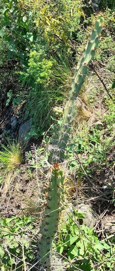 Harrisia pomanensis habit
