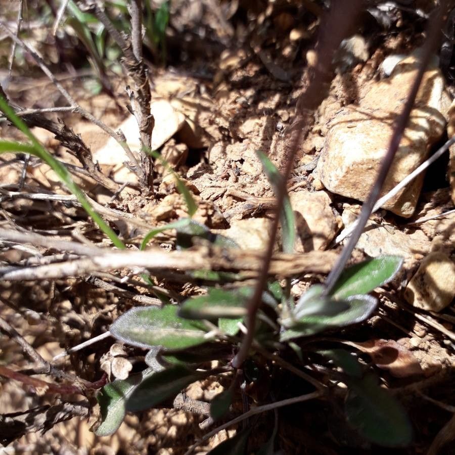 Viola corsica — search result for 'Viola'