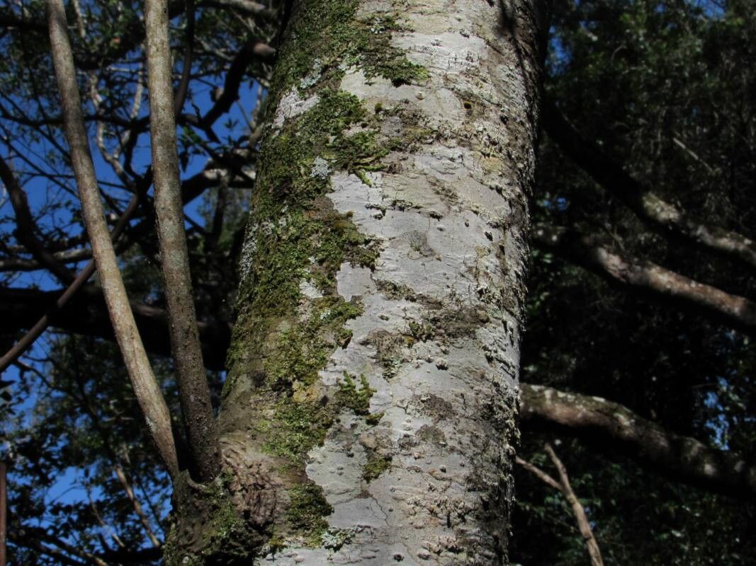 Ocotea catharinensis bark