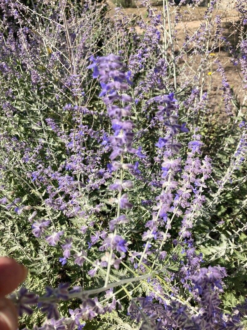 Perovskia abrotanoides x Perovskia atriplicifolia — related species from the same genus