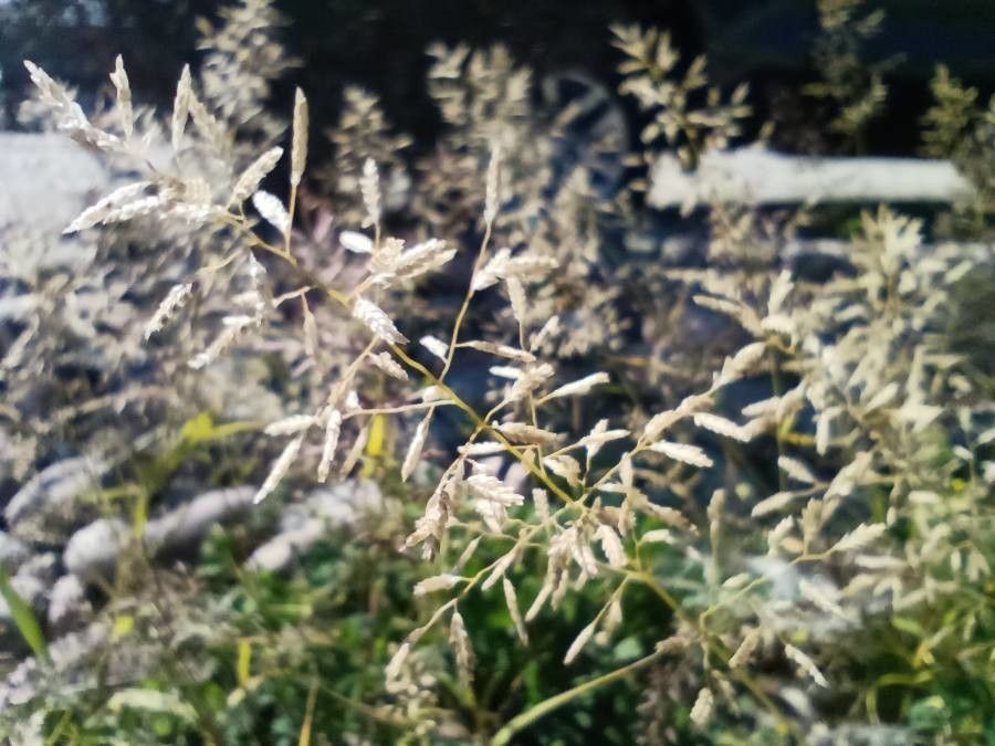 Eragrostis minor leaf