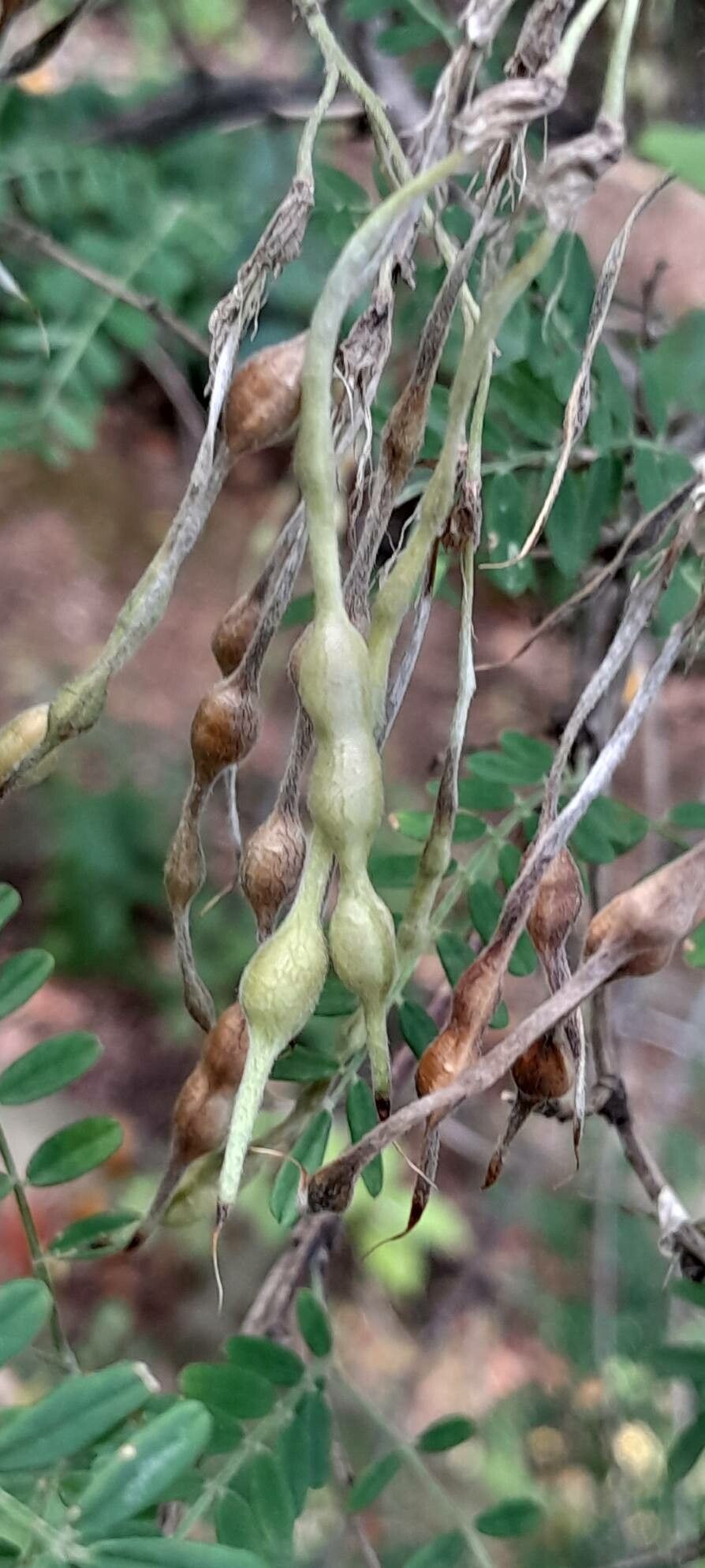 Sophora davidi fruit