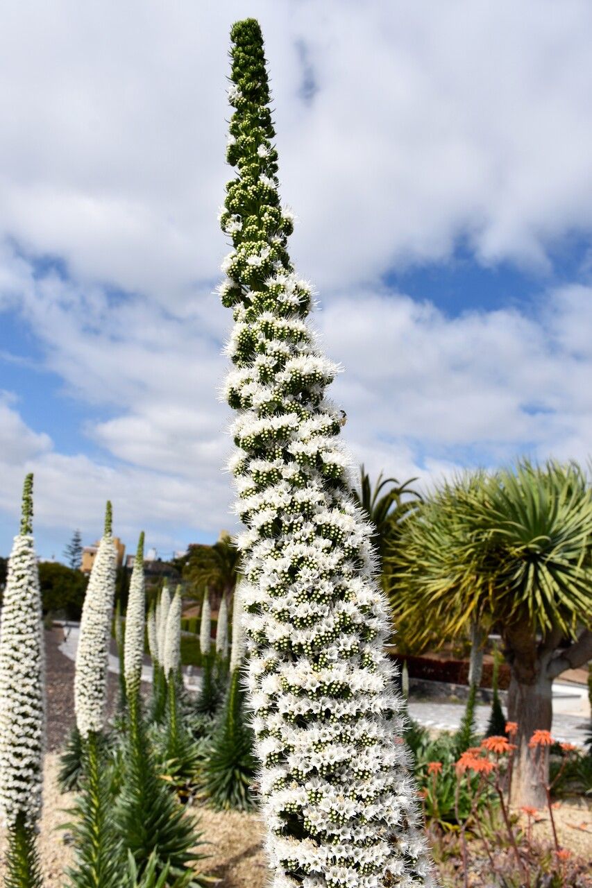 Echium simplex habit