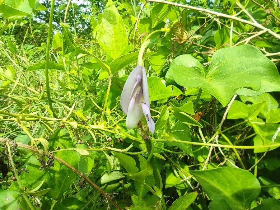 Vigna adenantha flower