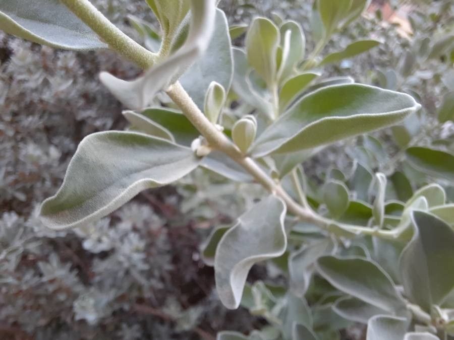 Leucophyllum candidum leaf