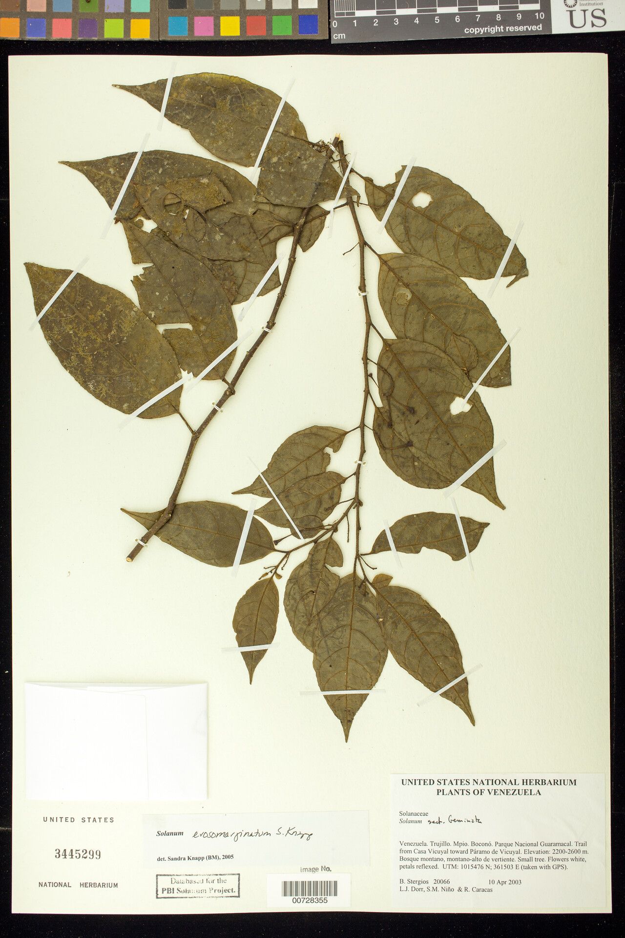 Solanum erosomarginatum — houseplant care guide