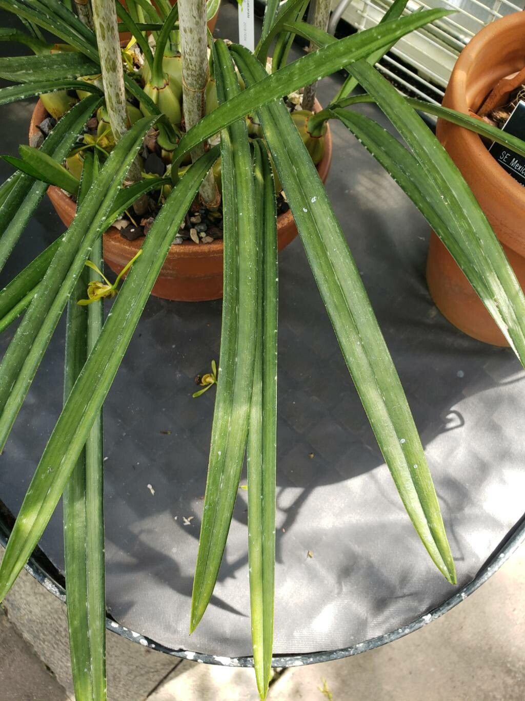 Eulophia calcarata — houseplant care guide