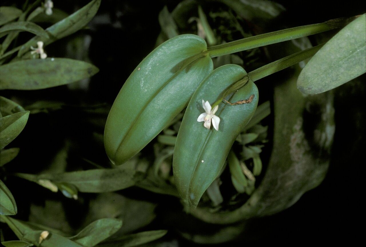 Dendrobium albiflorum