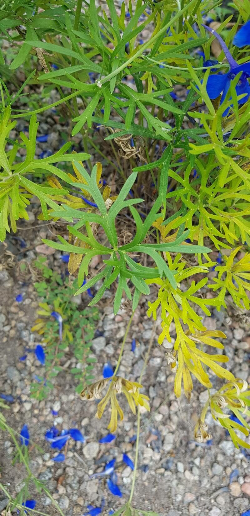 Delphinium likiangense — search result for 'Delphinium'