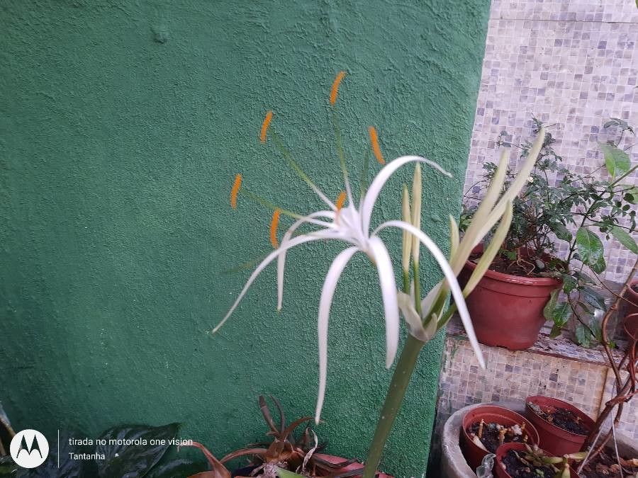 Hymenocallis fragrans flower