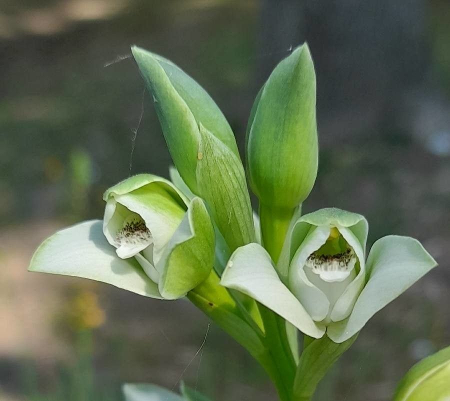 Chloraea membranacea flower