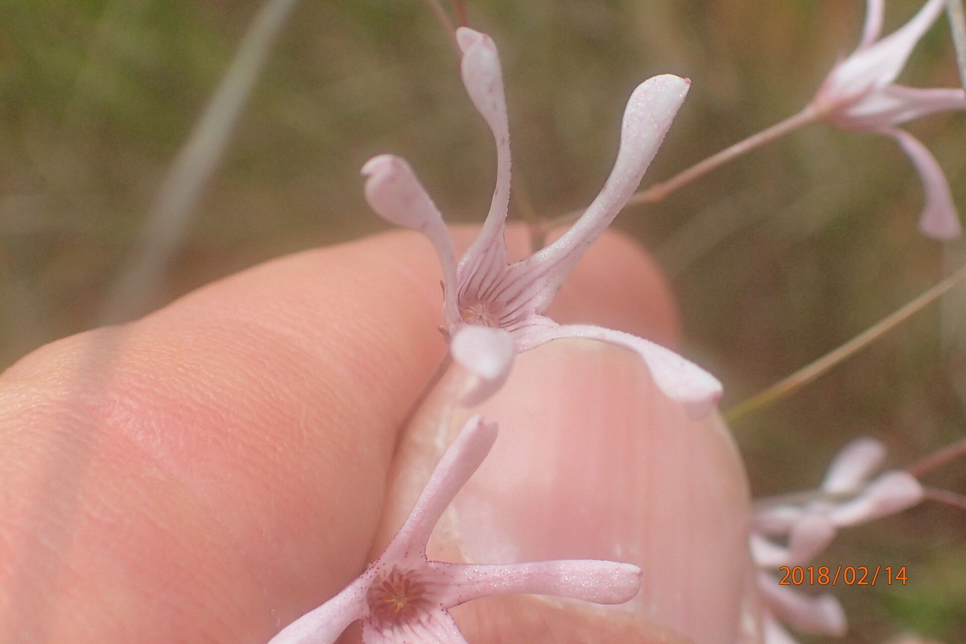 Ceropegia rubella flower