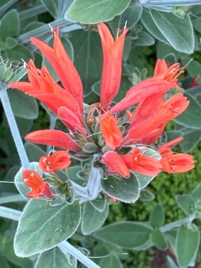 Dicliptera sericea flower