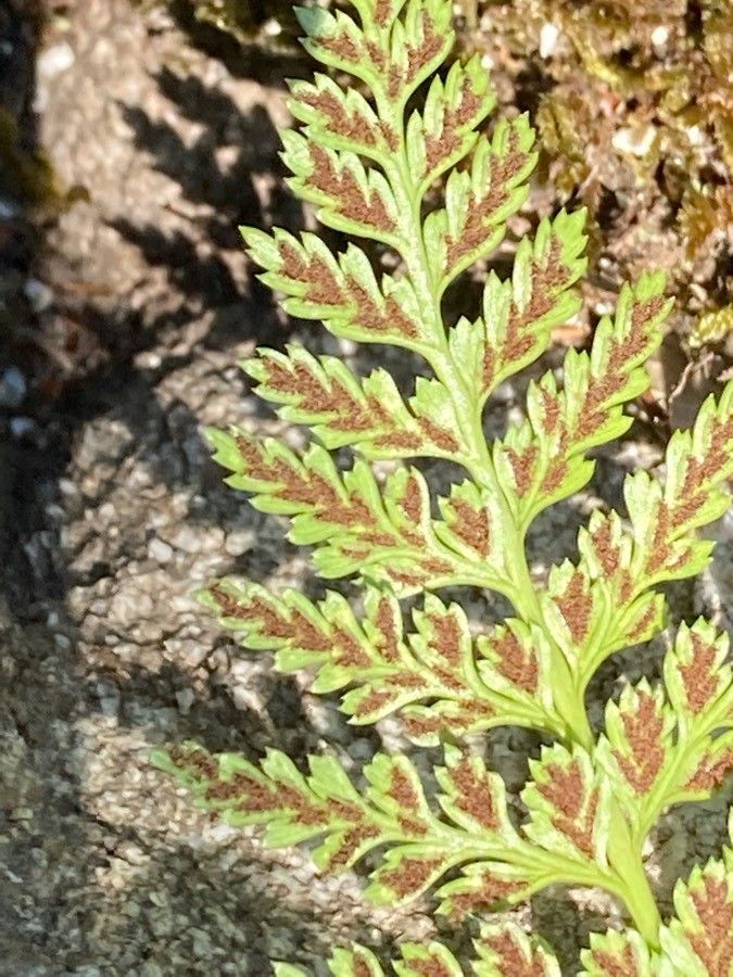 Asplenium onopteris fruit
