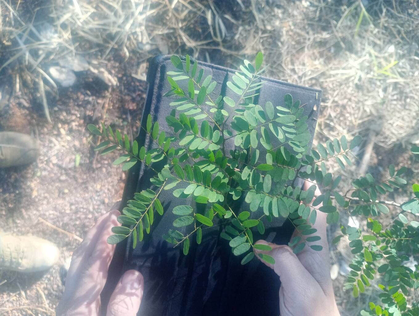 Dalbergia villosa — houseplant care guide