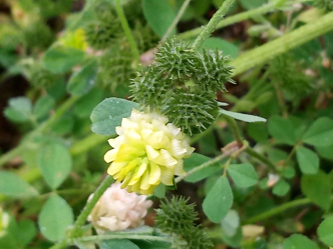 Trifolium campestre fruit