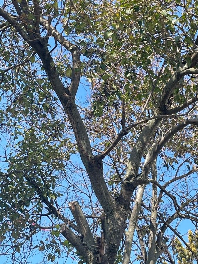 Euclea natalensis leaf