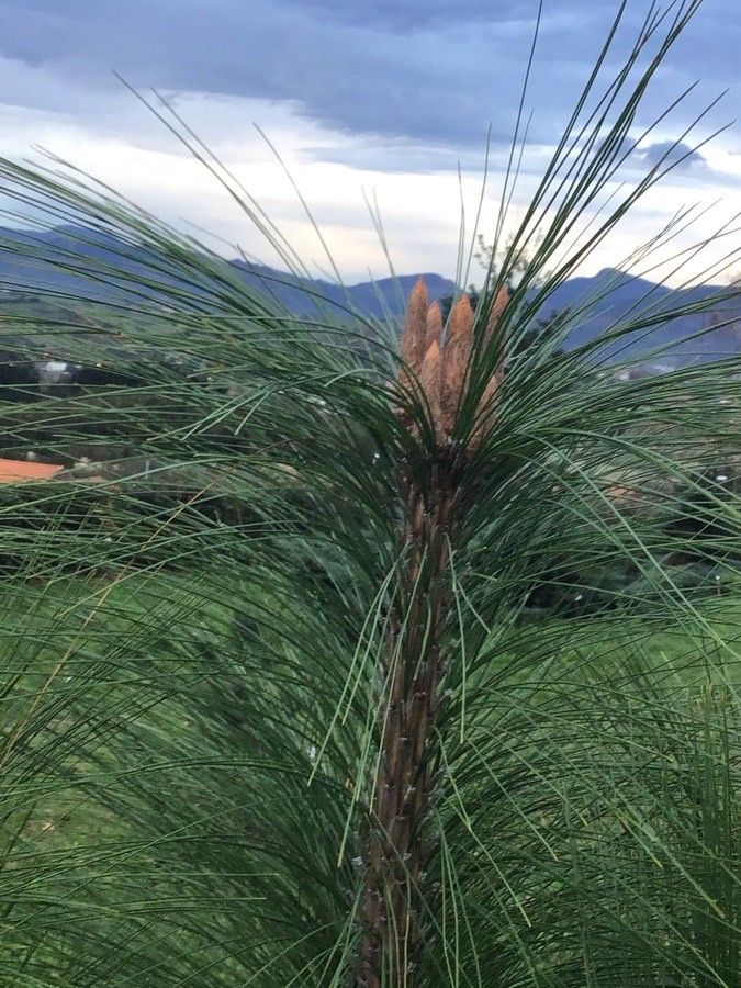 Pinus pseudostrobus fruit