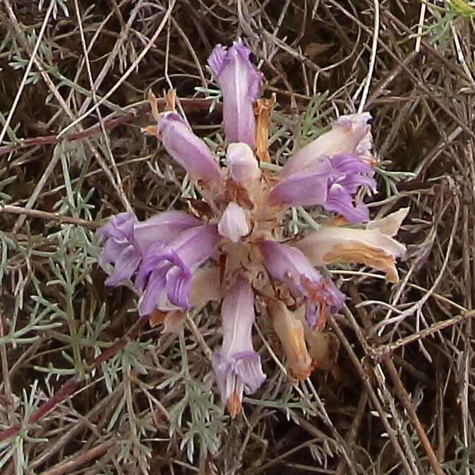 Orobanche arenaria flower