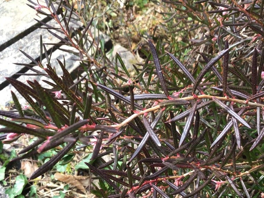 Andromeda polifolia — houseplant care guide