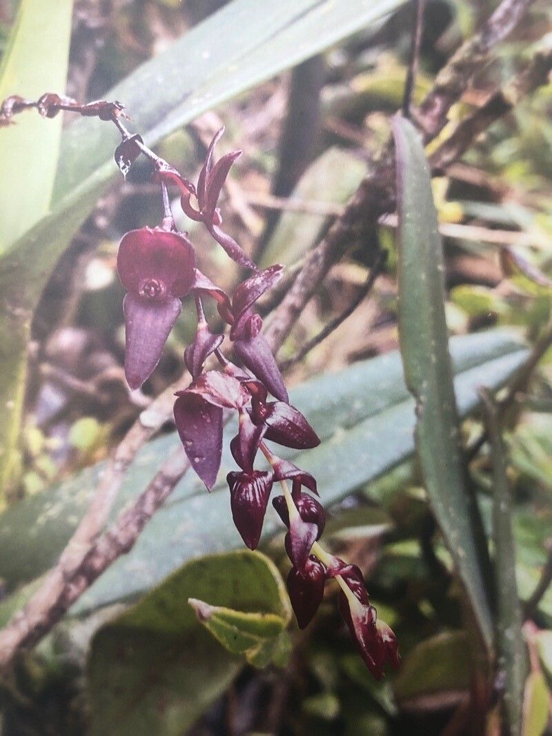 Stelis maxima — houseplant care guide