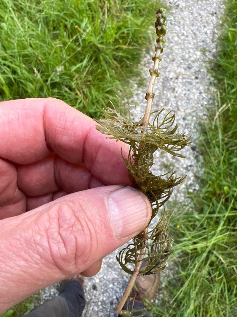 Myriophyllum verticillatum flower