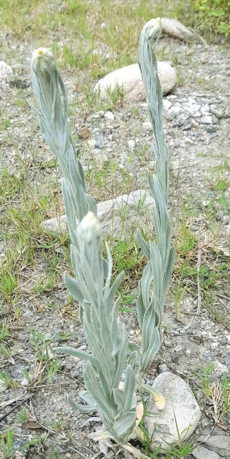 Gnaphalium cheiranthifolium habit