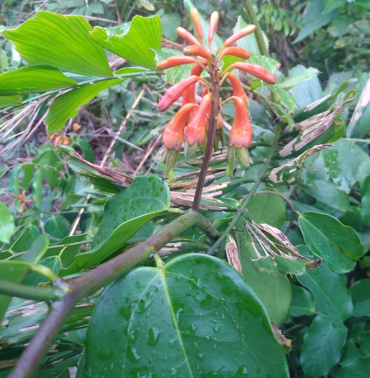 Griffonia physocarpa flower