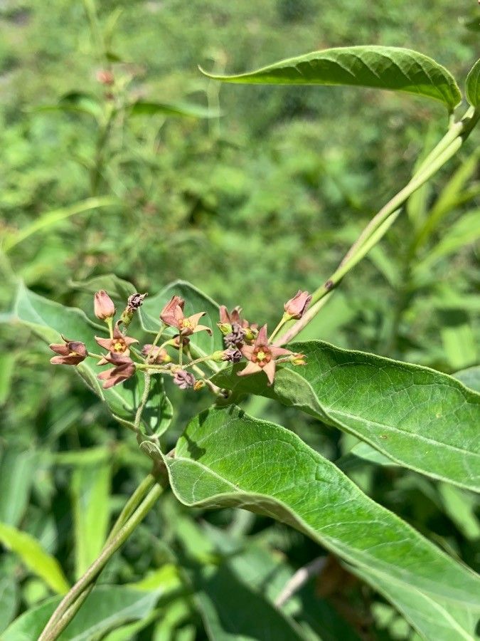 Cynanchum louiseae — search result for 'Southeastern Canada'