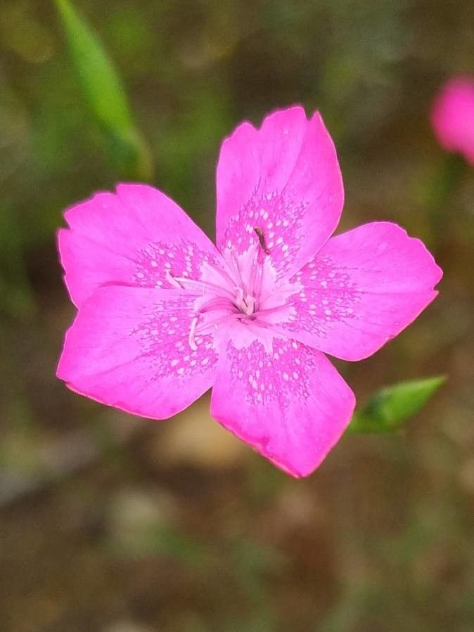 Dianthus diffusus — search result for 'Dianthus'
