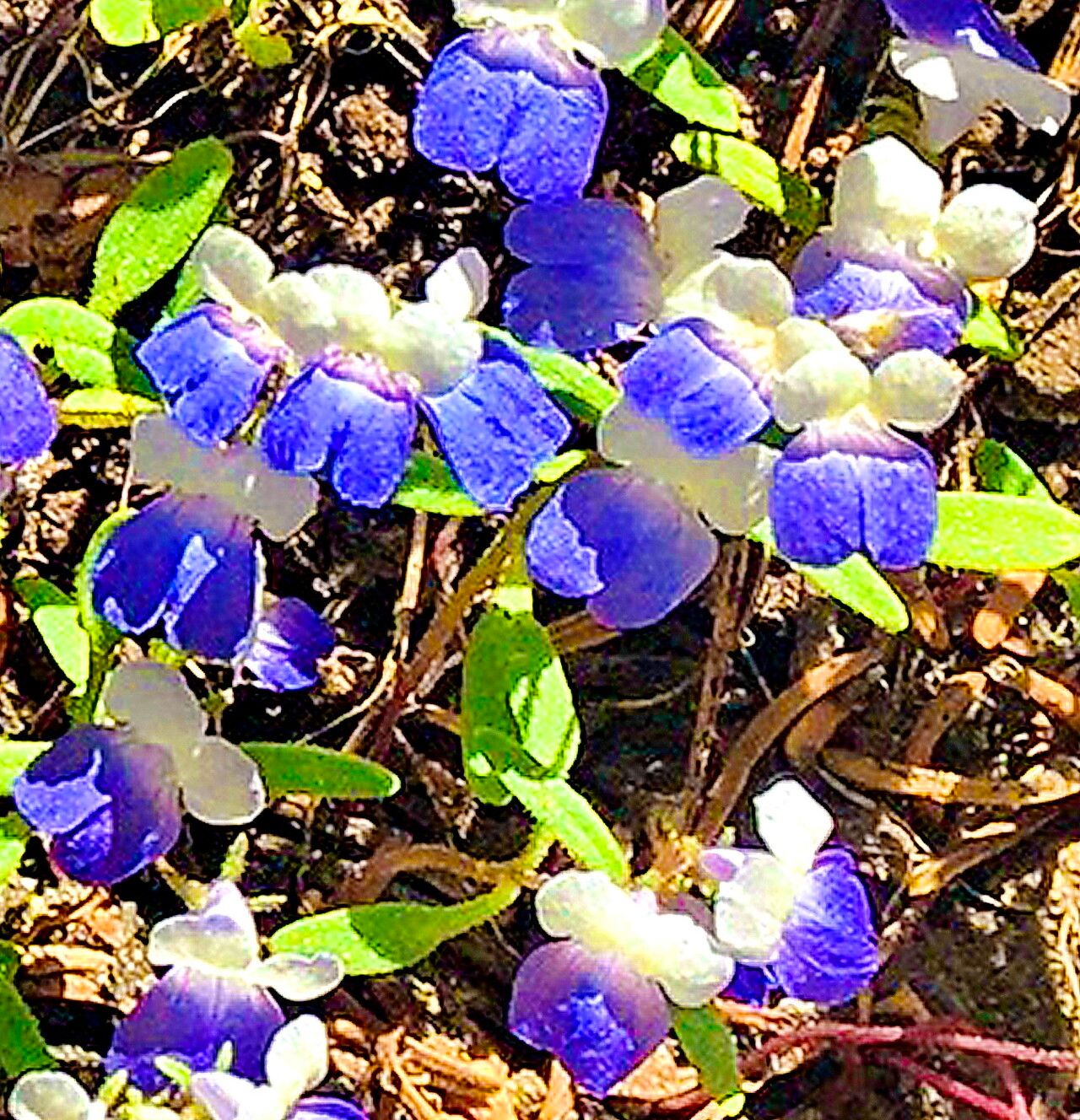 Collinsia torreyi — houseplant care guide