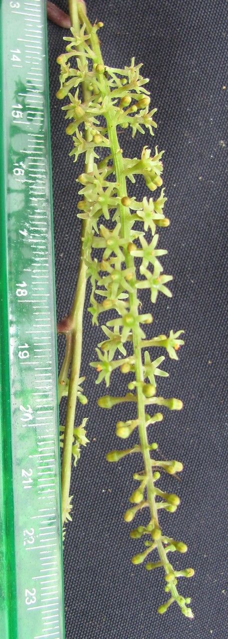 Dioscorea standleyi other