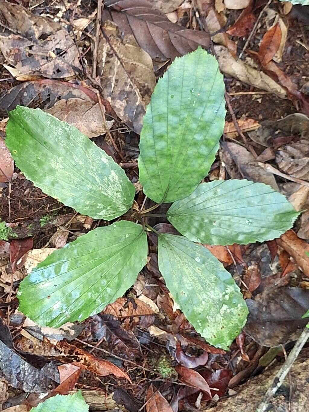 Podococcus barteri leaf