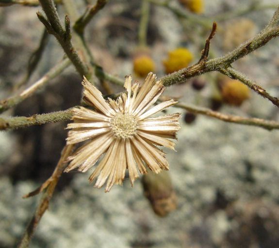 Erigeron biolettii fruit