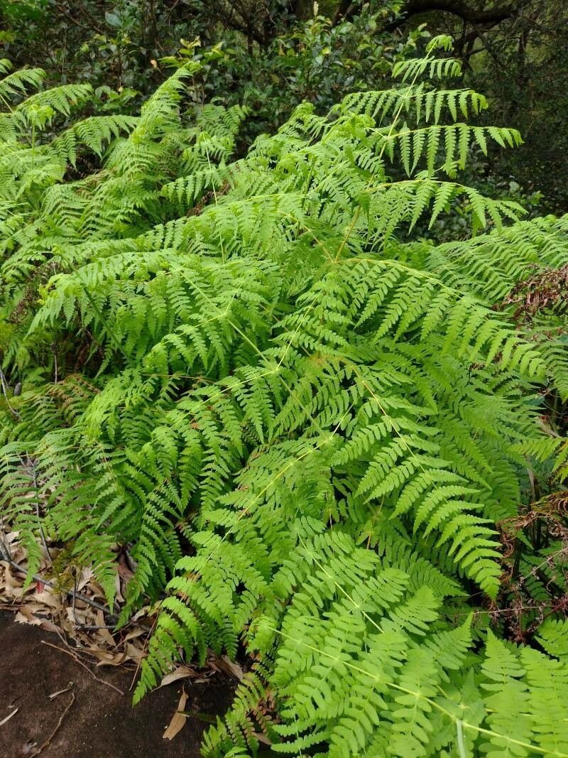 Histiopteris incisa habit