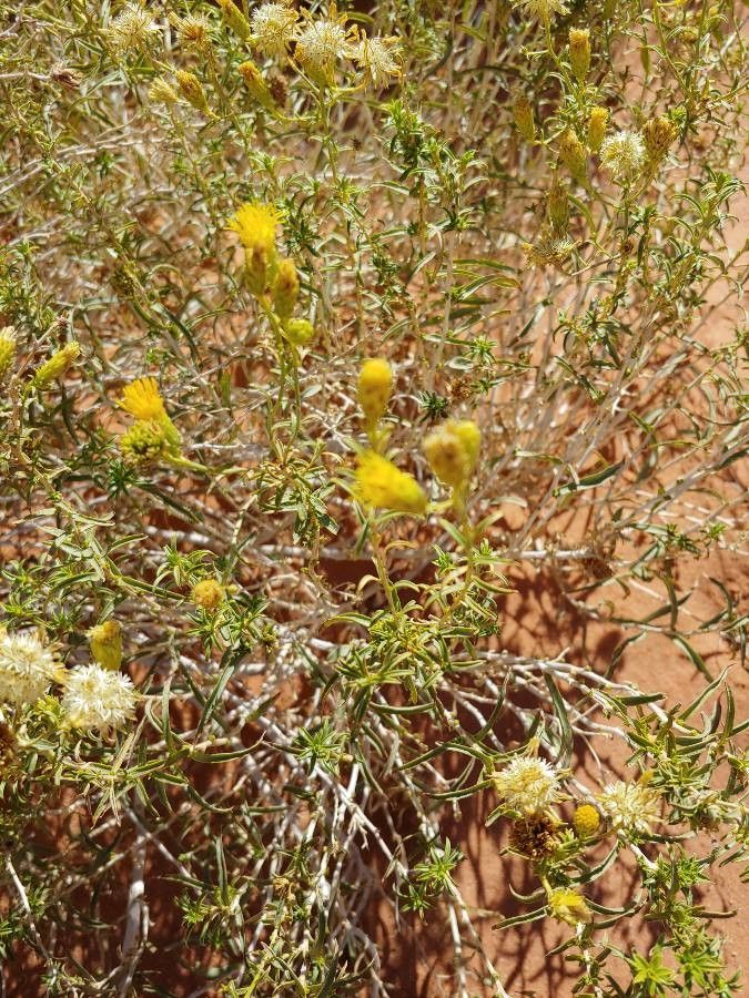 Isocoma acradenia flower