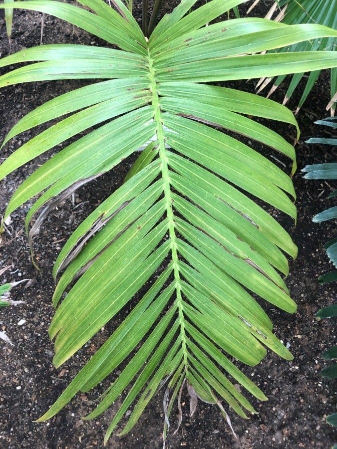 Dypsis lanceolata — search result for 'Arecaceae'