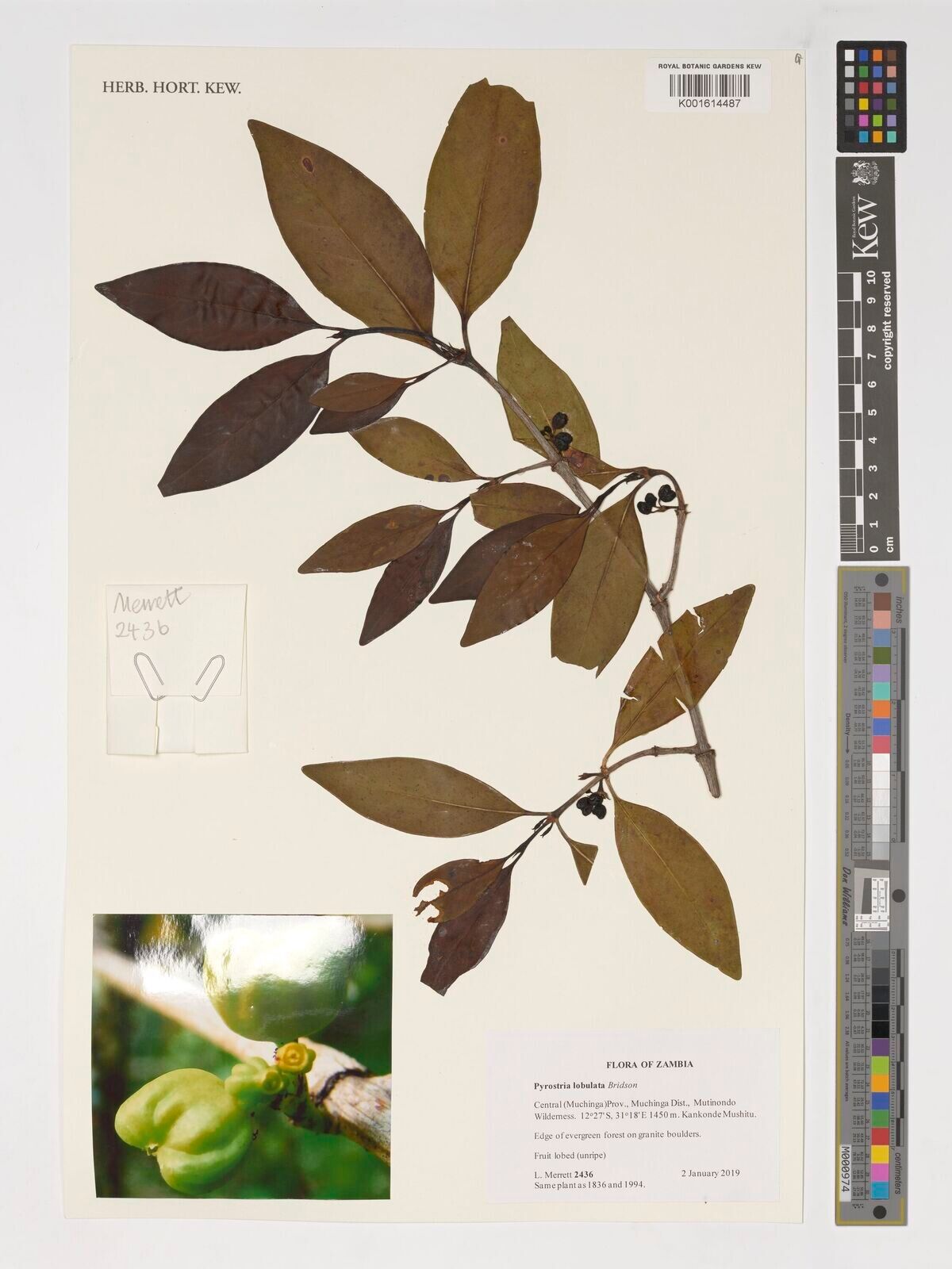 Pyrostria lobulata — houseplant care guide